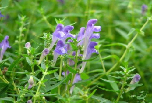 【种植攻略】黄芩种植技术揭秘：如何提升产量与品质？