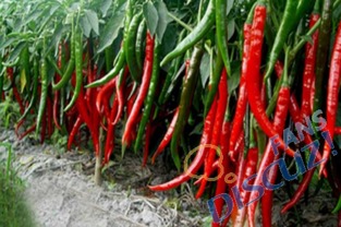 揭秘温室辣椒种植奥秘：如何提高产量与品质？