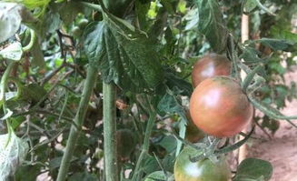 揭秘黑番茄种植秘籍：如何让“黑宝石”在田间绽放？
