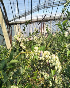 揭秘温室蓝莓种植奥秘：如何打造高品质蓝莓产业？