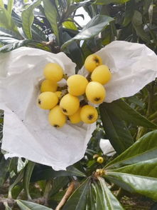 揭秘白沙枇杷种植秘籍：如何打造高品质果品？