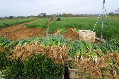 小香葱种植技术揭秘：如何打造香飘四溢的绿色田园？