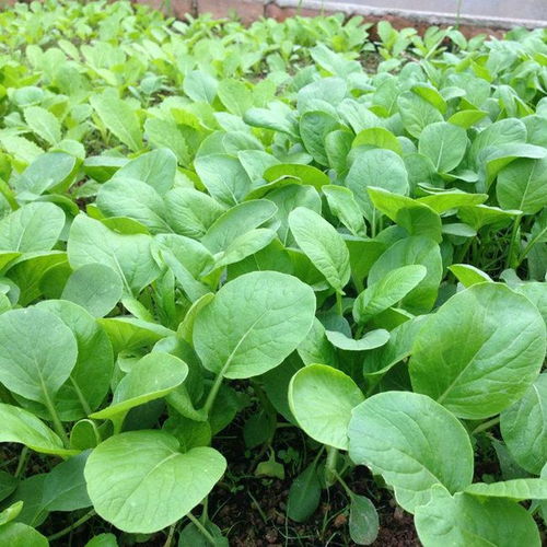 《冬季小白菜种植技术揭秘：如何实现高产高效？》