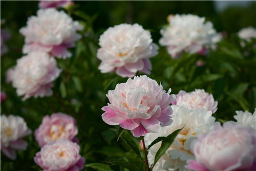 芍药花种植秘籍：如何让“花中皇后”在家中绽放？