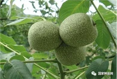 核桃种植新篇章：揭秘高效管理之道