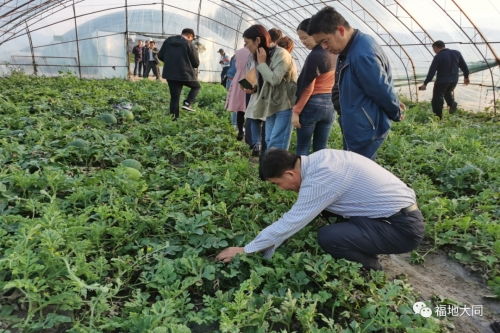 无籽西瓜种植技术攻略：揭秘高效无籽西瓜栽培的秘密