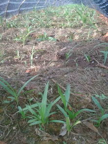 白芨育苗种植技术解析：如何培育出高品质的药用植物？