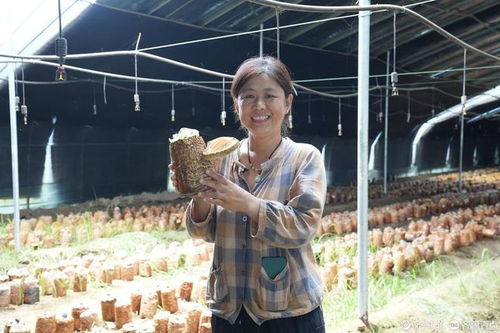 桑黄菌种植：揭秘高效管理技术，助力产业腾飞