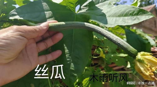 揭秘丝瓜种植打叉技术：如何提高产量与品质？