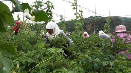 揭秘致富经：农业种植技术的创新与突破