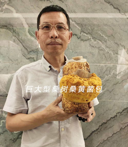 揭秘桑黄种植：绿色食用菌的未来之路