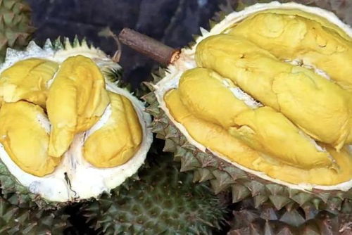 《揭秘榴莲种植秘籍：如何让热带果王在您家中生根发芽？》