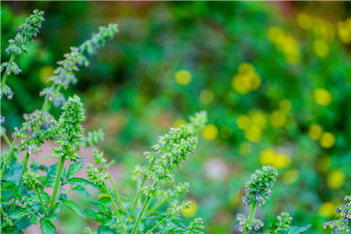黄连种植新篇章：揭秘黄连种植技术与亩收益潜力