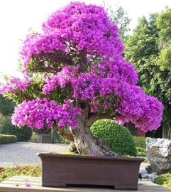 探秘自然之美：花卉盆景种植，如何让您的家居焕发生机？
