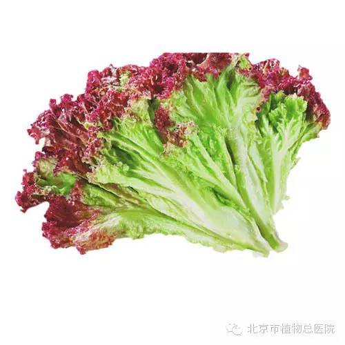 揭秘掰叶生菜种植秘籍：高效、健康、可持续的种植技术