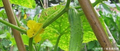 揭秘三月瓜种植奥秘：如何打造丰收季？
