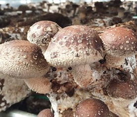 《探索食用菌种植奥秘：揭秘绿色财富的孵化之路》