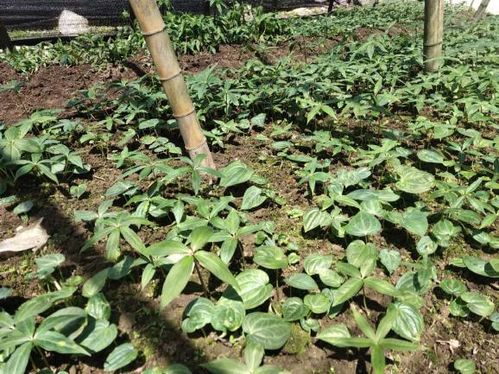 揭秘重楼高效育苗种植技术，培育绿色未来