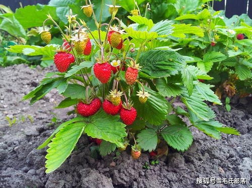 揭秘露地草莓种植秘诀：如何提高产量与品质？