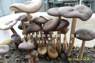 《揭秘鸡枞菌种植秘笈：技术升级与投入回报解析》