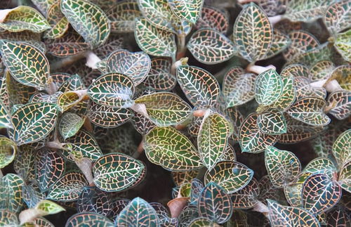 《揭秘金线莲种植秘诀：带你走进生态农业的绿色黄金时代》
