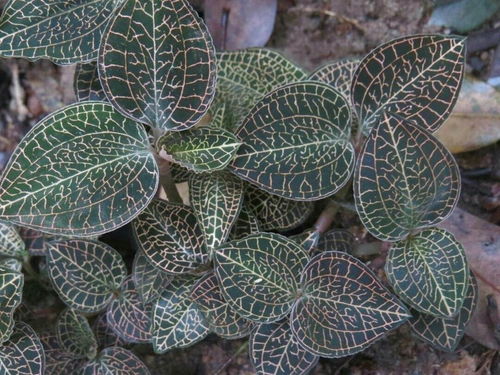 揭秘金线莲种植之谜：让“药中之王”走进千家万户