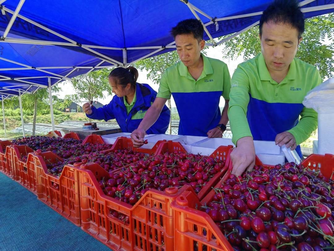 农生鲜物流冷链产品怎么样_生鲜农产品冷链物流_生鲜农产品冷链物流公司