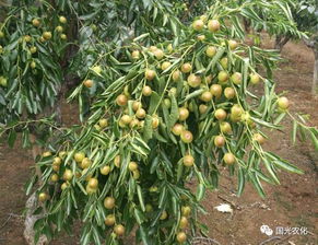枣树种植新篇章：揭秘高效管理与技术革新