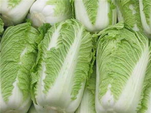 夏季大白菜种植攻略：如何打造丰收“白金”季节？