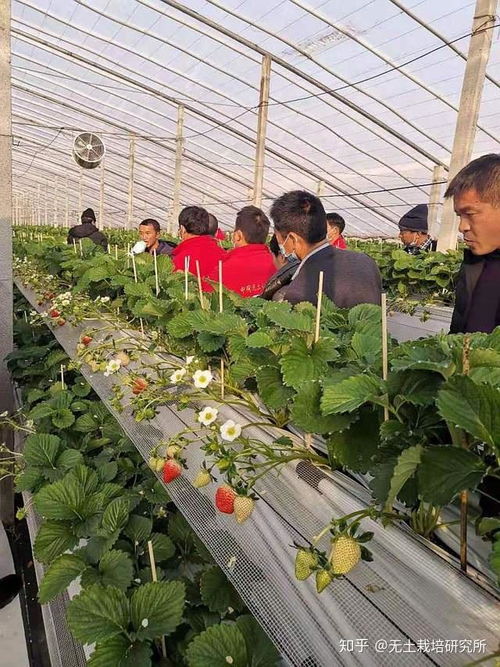 草莓半基质种植技术：揭秘高效益的秘密武器