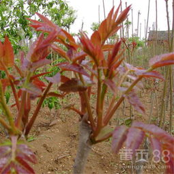 香椿树种植与管理：揭开绿色黄金的栽培奥秘