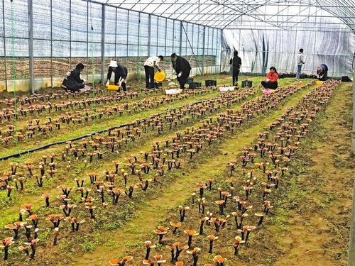 中国灵芝种植技术培训：揭秘灵芝产业的绿色增长之路