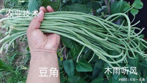 豆角种植攻略：揭秘高效益的种植方法与核心技术