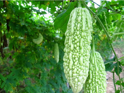 吊瓜种植攻略：整枝打叉技术揭秘，提升产量不再是难题！