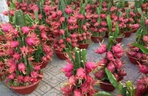 揭秘火龙果种植秘籍：如何高效培育出优质果品？