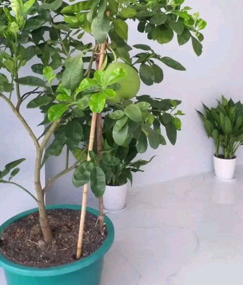 柚子树种植技术：揭秘行距奥秘，助力高产高效