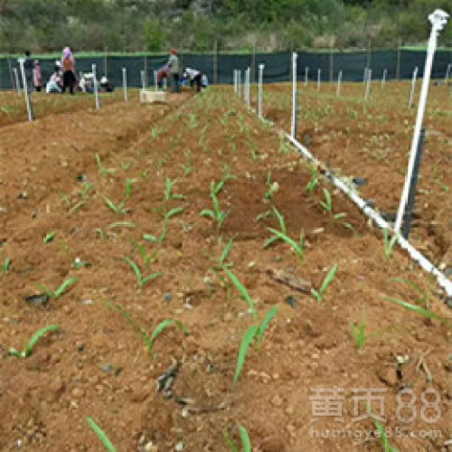 白芨种植技术揭秘：如何打造高效益的药用植物种植新模式？