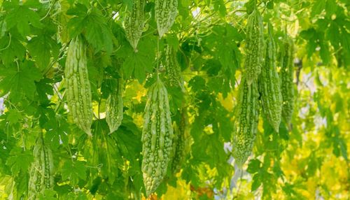 大棚苦瓜种植技术揭秘：高效益背后的奥秘