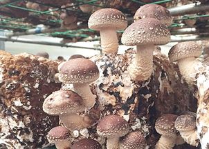 蘑菇种植技术新篇章：揭秘高效益的秘密武器