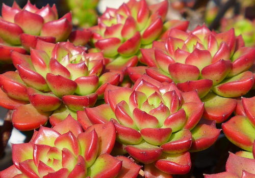 《揭秘多肉种植秘籍：如何让你的多肉植物绿意盎然？》