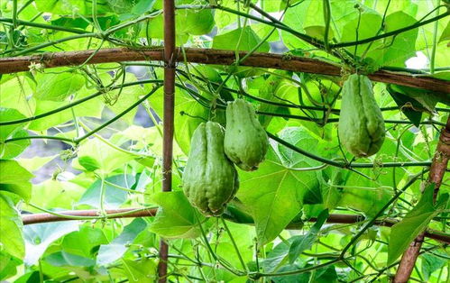 《揭秘老佛手瓜种植奥秘：视频教程助您轻松上手！》