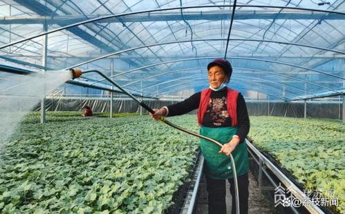 《大棚菜花种植技术揭秘：如何提高产量与品质？》