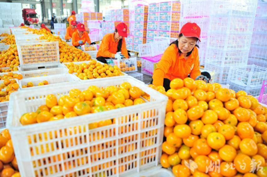 湖北宜昌夷陵柑橘产销两旺，深受国内外消费者喜爱