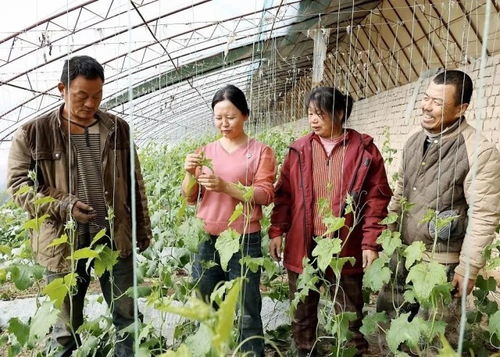 揭秘大棚丝瓜种植技术，打造高效益农业新典范