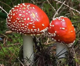 《室内蘑菇种植，绿色生活新选择——揭秘高效种植技术视频教程》