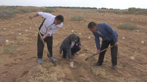 《绿色先锋：揭秘梭梭种植技术，共建沙漠绿洲的秘密武器》