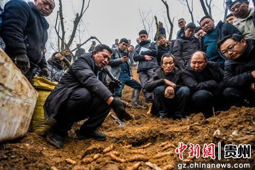 贵州天麻种植技术培训：揭秘高效种植秘诀，助力产业升级