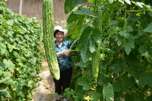 揭秘苦瓜高产种植技术：如何让您的苦瓜亩产翻番？