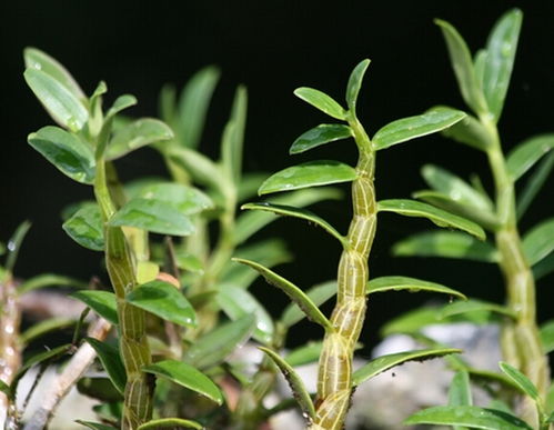 《揭秘铁皮石斛种植奥秘：掌握这些技巧，轻松收获“药中珍品”》