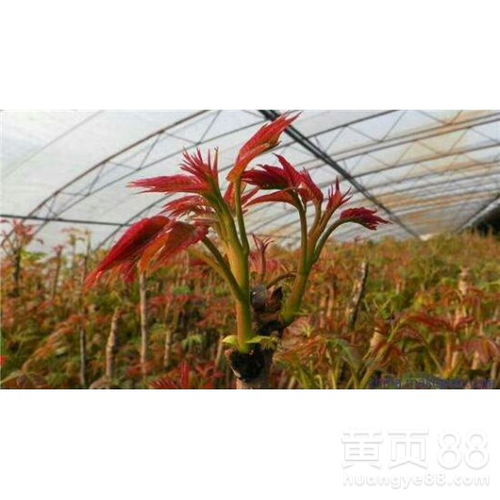 大棚香椿种植技术培训：揭秘高效益绿色农业的秘密武器